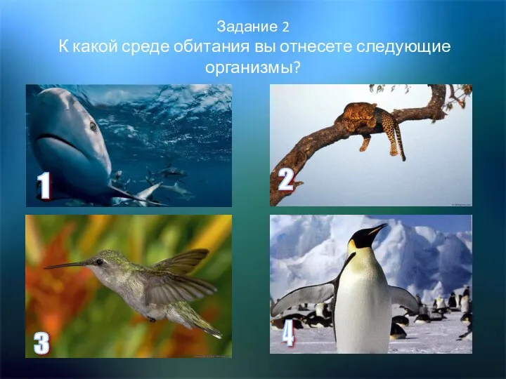 Задание 2 К какой среде обитания вы отнесете следующие организмы? 1 2 3 4