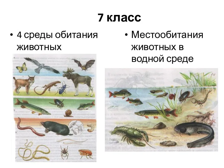 7 класс 4 среды обитания животных Местообитания животных в водной среде