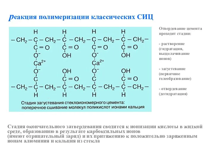 реакция полимеризации классических СИЦ Стадия окончательного затвердевания сводится к ионизации кислоты