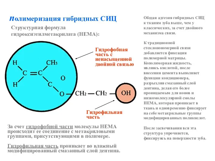 полимеризация гибридных СИЦ За счет гидрофобной части молекулы HEMA происходит ее