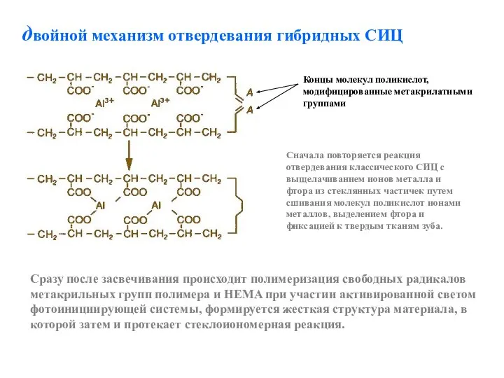 Сначала повторяется реакция отвердевания классического СИЦ с выщелачиванием ионов металла и