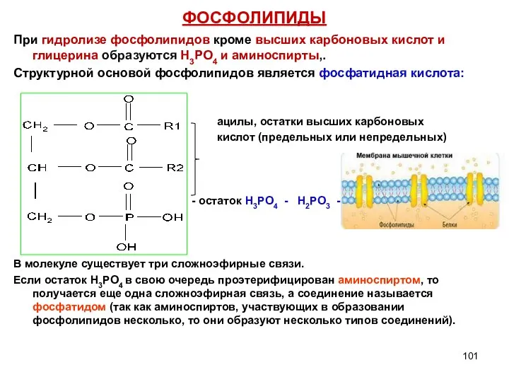 ФОСФОЛИПИДЫ При гидролизе фосфолипидов кроме высших карбоновых кислот и глицерина образуются