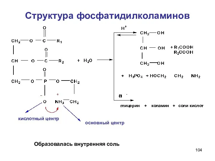 Структура фосфатидилколаминов глицерин + коламин + соли кислот Образовалась внутренняя соль основный центр кислотный центр