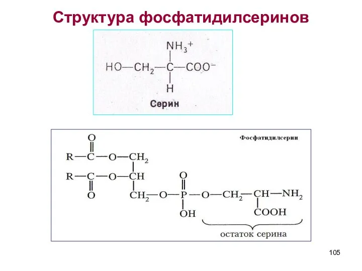 Структура фосфатидилсеринов