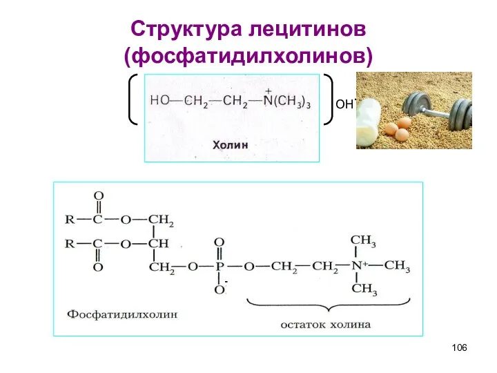 Структура лецитинов (фосфатидилхолинов) - OH-