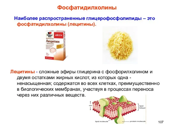 Фосфатидилхолины Наиболее распространенные глицерофосфолипиды – это фосфатидилхолины (лецитины). Лецитины - сложные