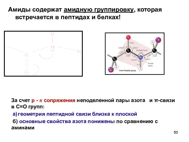 Амиды содержат амидную группировку, которая встречается в пептидах и белках! За