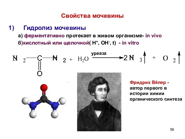 Свойства мочевины Гидролиз мочевины а) ферментативно протекает в живом организме- in