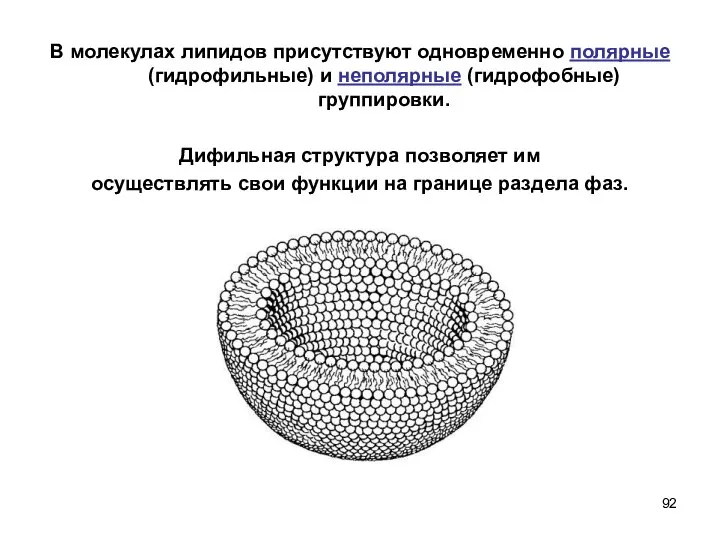 В молекулах липидов присутствуют одновременно полярные (гидрофильные) и неполярные (гидрофобные) группировки.