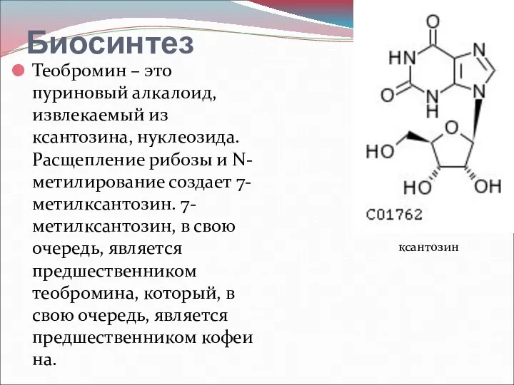 Биосинтез Теобромин – это пуриновый алкалоид, извлекаемый из ксантозина, нуклеозида. Расщепление