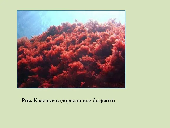 Рис. Красные водоросли или багрянки