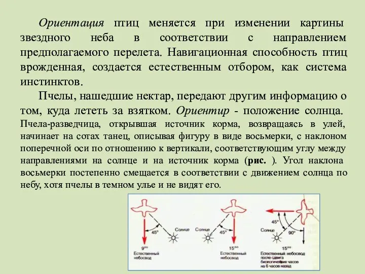 Ориентация птиц меняется при изменении картины звездного неба в соответствии с