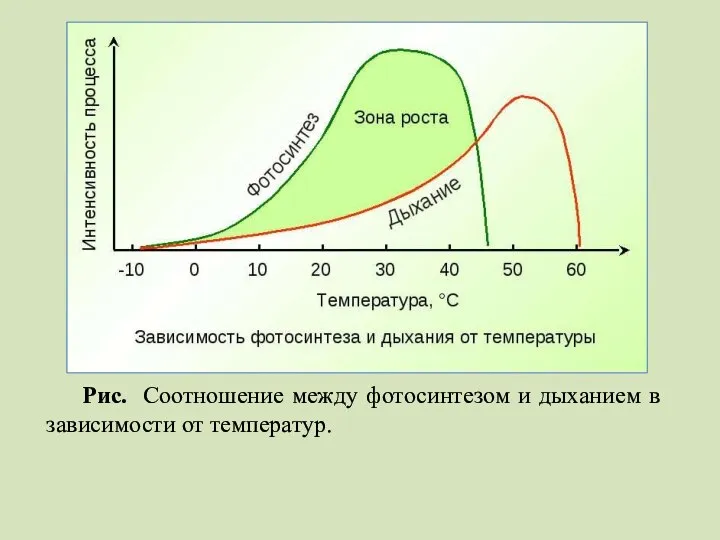 Рис. Соотношение между фотосинтезом и дыханием в зависимости от температур.