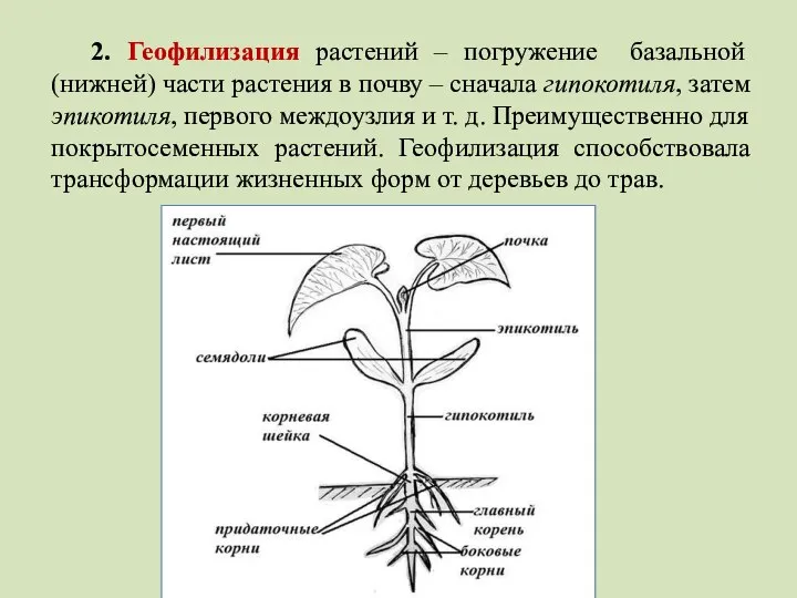 2. Геофилизация растений – погружение базальной (нижней) части растения в почву