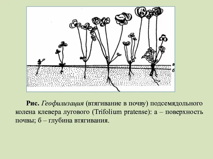 Рис. Геофилизация (втягивание в почву) подсемядольного колена клевера лугового (Trifolium pratense):