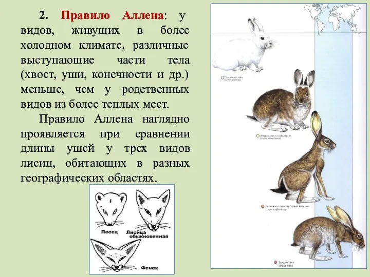 2. Правило Аллена: у видов, живущих в более холодном климате, различные