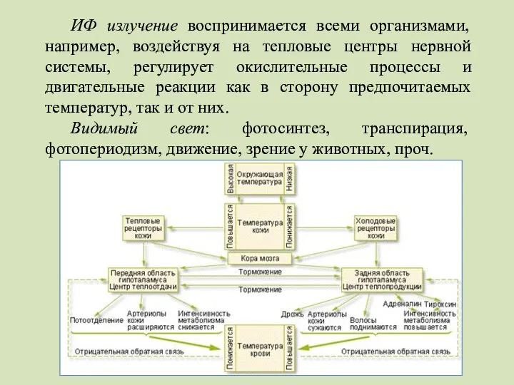 ИФ излучение воспринимается всеми организмами, например, воздействуя на тепловые центры нервной