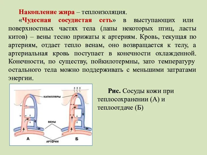 Накопление жира – теплоизоляция. «Чудесная сосудистая сеть» в выступающих или поверхностных