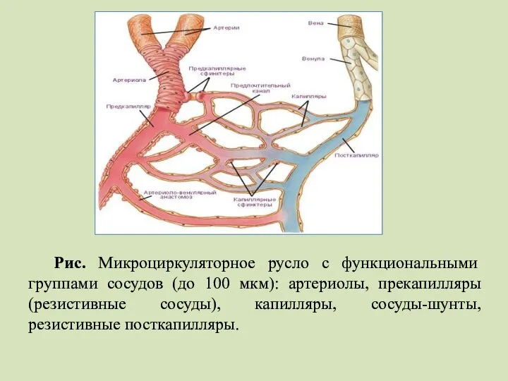 Рис. Микроциркуляторное русло с функциональными группами сосудов (до 100 мкм): артериолы,