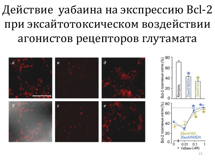 Действие уабаина на экспрессию Bcl-2 при эксайтотоксическом воздействии агонистов рецепторов глутамата