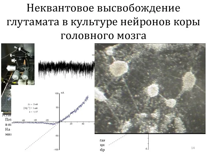 Протокол RAMP Неквантовое высвобождение глутамата в культуре нейронов коры головного мозга
