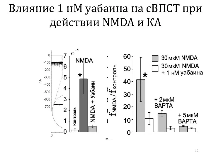 Влияние 1 нМ уабаина на сВПСТ при действии NMDA и КА