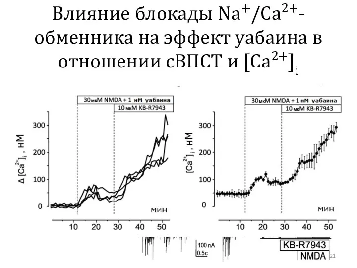 Влияние блокады Na+/Ca2+- обменника на эффект уабаина в отношении сВПСТ и [Ca2+]i