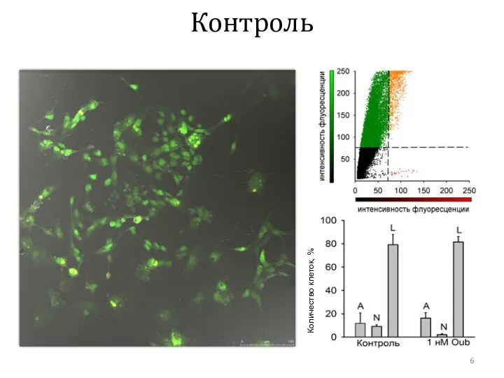 Контроль Количество клеток, %