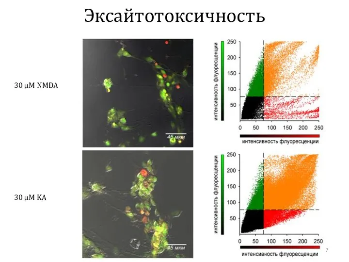 Эксайтотоксичность 30 µM KA 30 µM NMDA