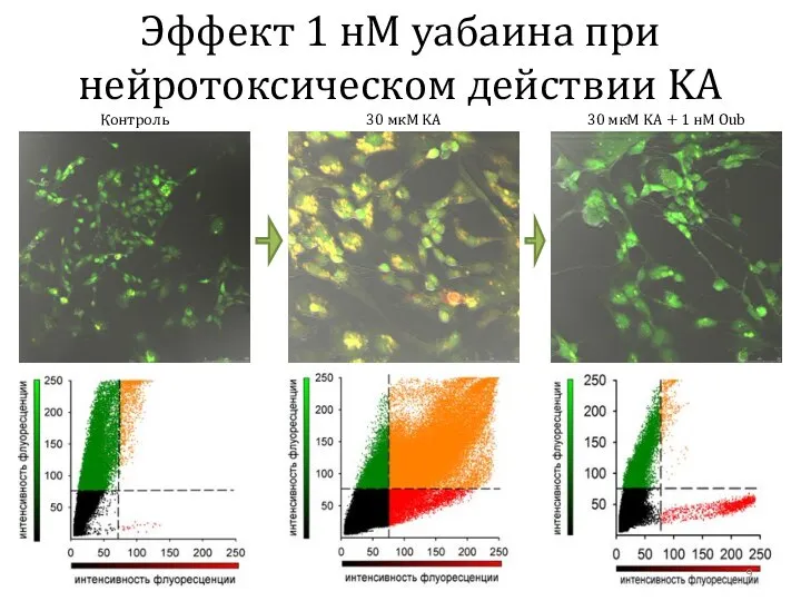 Эффект 1 нM уабаина при нейротоксическом действии KA Контроль 30 мкM