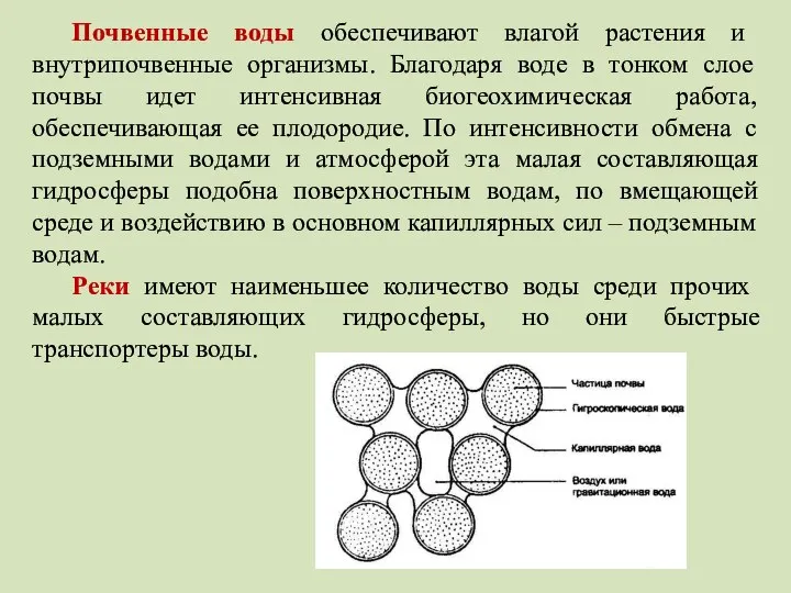 Почвенные воды обеспечивают влагой растения и внутрипочвенные организмы. Благодаря воде в