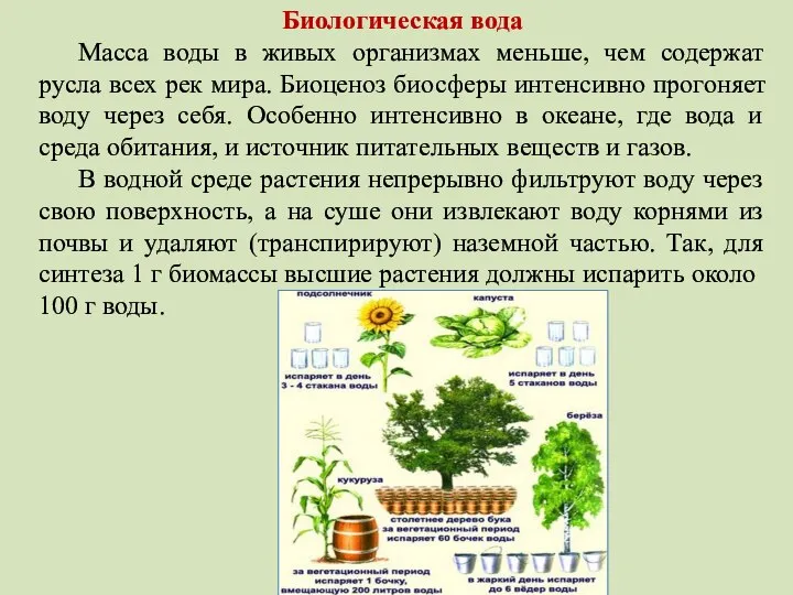 Биологическая вода Масса воды в живых организмах меньше, чем содержат русла