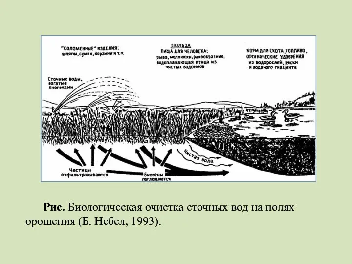 Рис. Биологическая очистка сточных вод на полях орошения (Б. Небел, 1993).