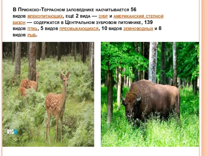 В Приокско-Террасном заповеднике насчитывается 56 видов млекопитающих, ещё 2 вида —