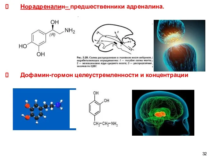 Норадреналин– предшественники адреналина. Дофамин-гормон целеустремленности и концентрации