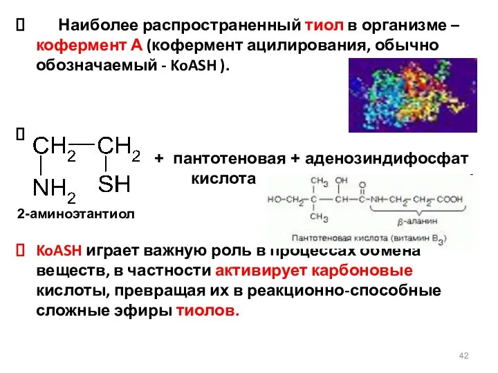 Наиболее распространенный тиол в организме – кофермент А (кофермент ацилирования, обычно