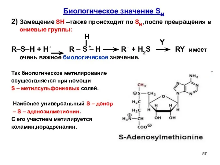Биологическое значение SN 2) Замещение SH –также происходит по SN ,после