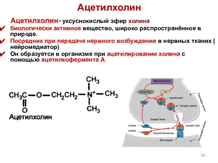 Ацетилхолин Ацетилхолин- уксуснокислый эфир холина биологически активное вещество, широко распространённое в