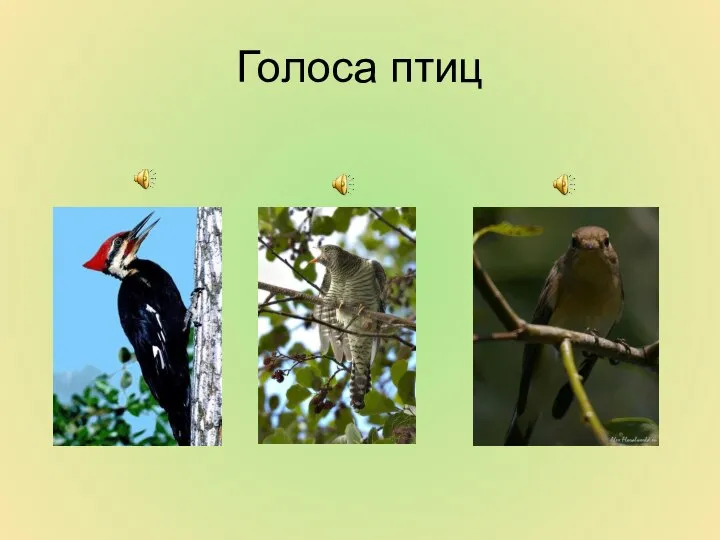 Голоса птиц