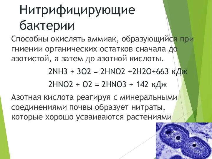 Нитрифицирующие бактерии Способны окислять аммиак, образующийся при гниении органических остатков сначала