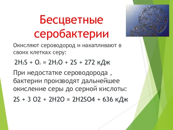 Бесцветные серобактерии Окисляют сероводород и накапливают в своих клетках серу: 2H2S