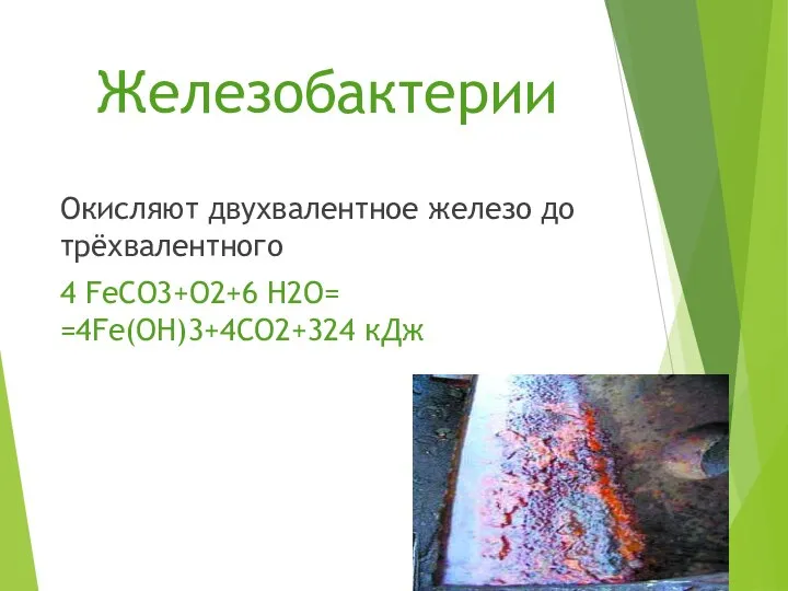 Железобактерии Окисляют двухвалентное железо до трёхвалентного 4 FeCO3+O2+6 H2O= =4Fe(OH)3+4CO2+324 кДж