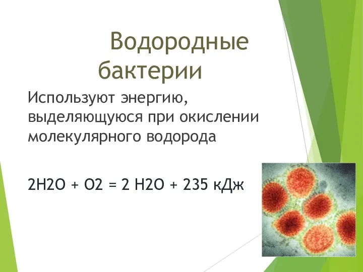 Водородные бактерии Используют энергию, выделяющуюся при окислении молекулярного водорода 2H2O +