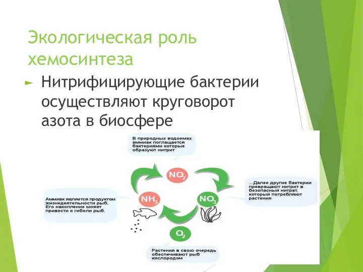 Экологическая роль хемосинтеза Нитрифицирующие бактерии осуществляют круговорот азота в биосфере