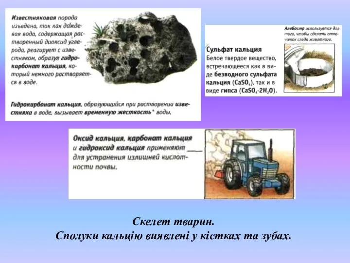 , Скелет тварин. Сполуки кальцію виявлені у кістках та зубах.