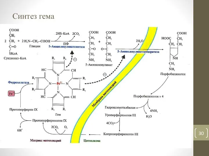 Синтез гема
