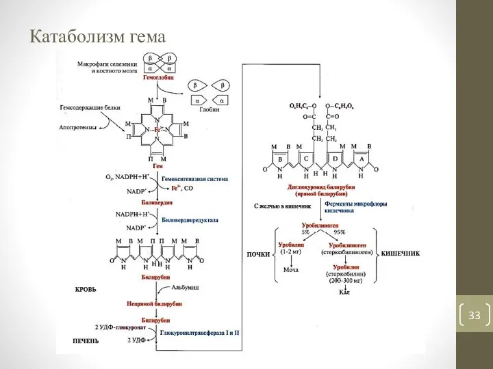 Катаболизм гема