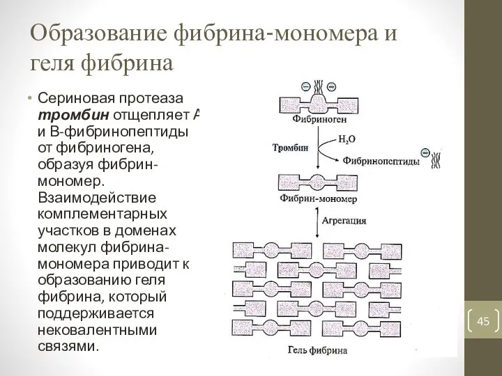 Образование фибрина-мономера и геля фибрина Сериновая протеаза тромбин отщепляет А и