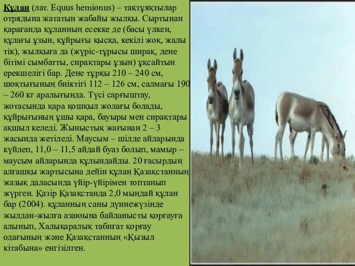 Құлан (лат. Equus hemionus) – тақтұяқтылар отрядына жататын жабайы жылқы. Сыртынан