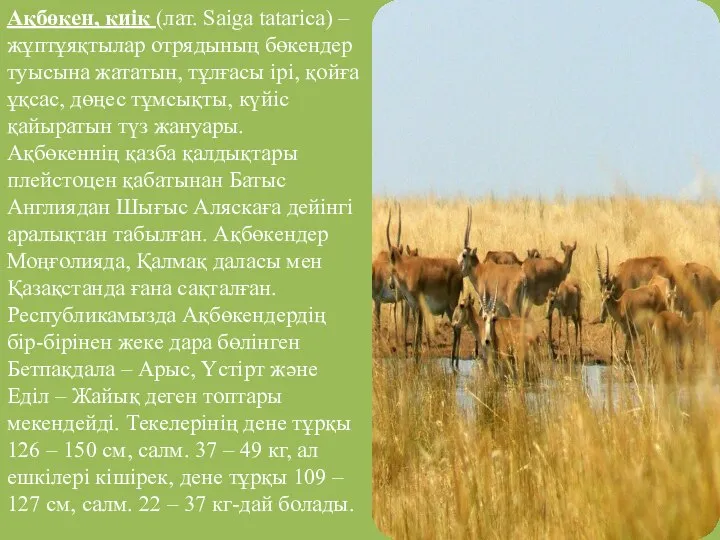 Ақбөкен, киік (лат. Saiga tatarica) – жұптұяқтылар отрядының бөкендер туысына жататын,